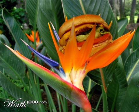 Photoshop Design by MissGator