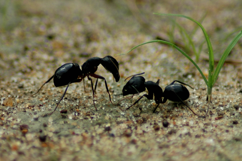 Photography by kalyangantait for DesignCrowd (Community Contests) | Design #8983171