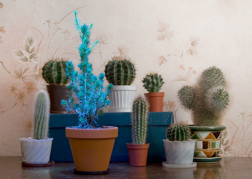 Fotografía por ALEXXXNF para DesignCrowd (Community Contests) | Diseño #8985588