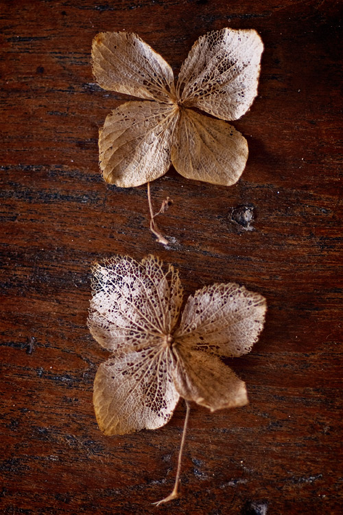 Photography by Marian for DesignCrowd (Community Contests) | Design #8983169