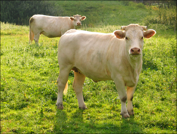 Photographie par bilirubin pour DesignCrowd (Community Contests) | Design #8983192