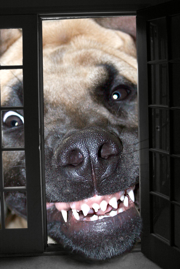 Photoshop Design by starrwalker for DesignCrowd (Community Contests) | Design #8988842