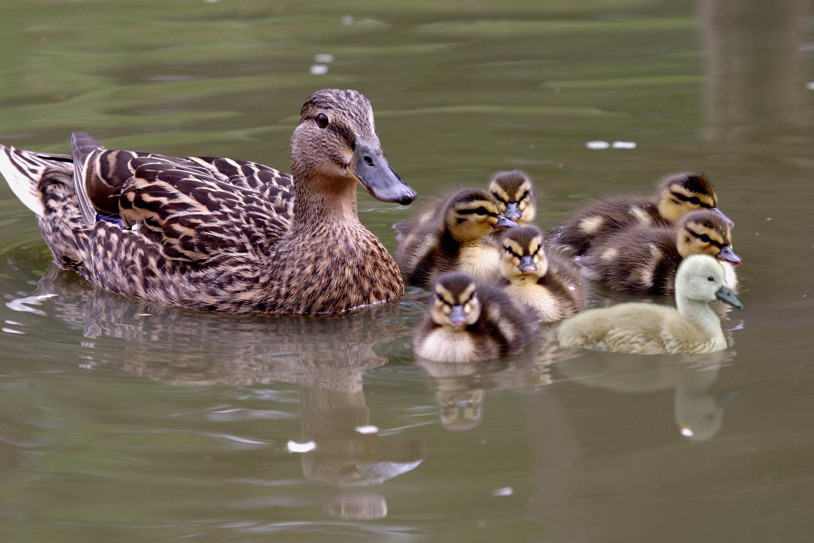 Photoshop Design by akifayduz for DesignCrowd (Community Contests) | Design #8991146