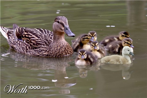 Photoshop Design by akifayduz