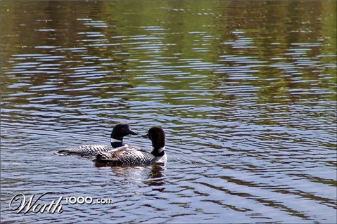 Photography by whlutz