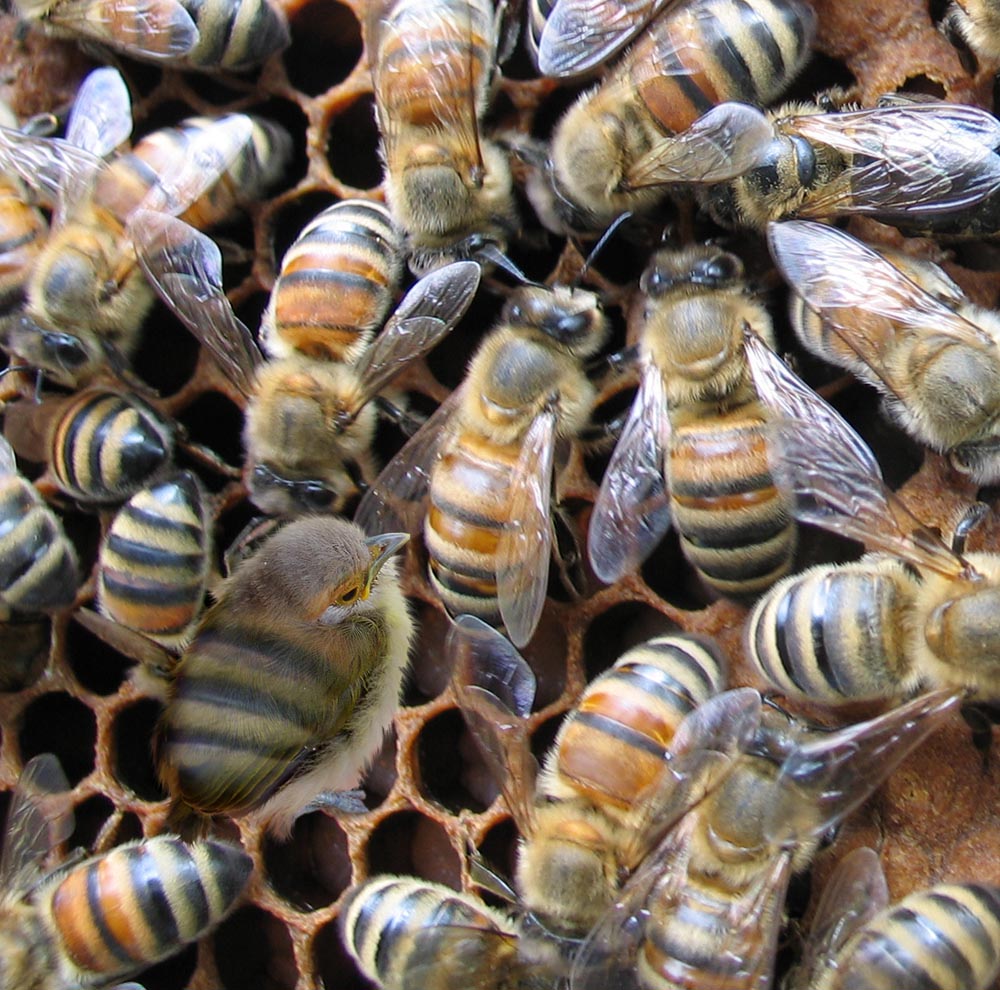 Diseño de Photoshop por Sankrah para DesignCrowd (Community Contests) | Diseño #8991088