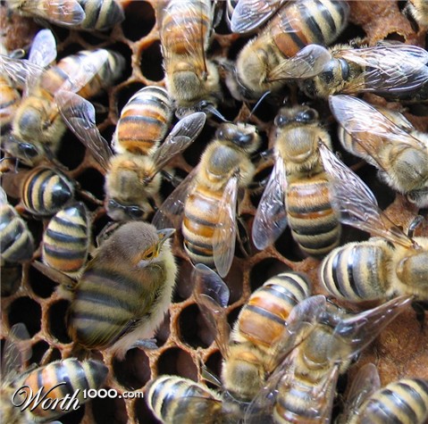 Photoshop Design by Sankrah