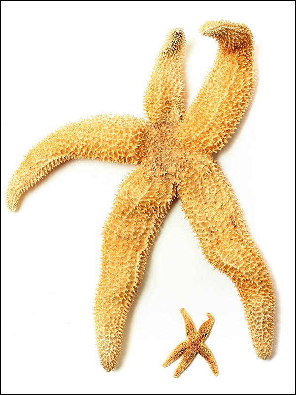 Photography by SigloV for DesignCrowd (Community Contests) | Design #8983176