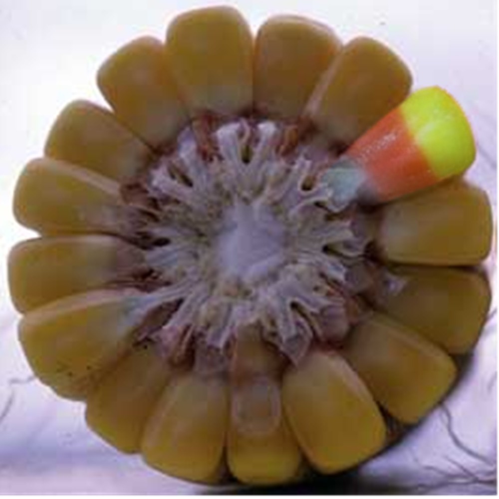 Diseño de Photoshop por Starfoot para DesignCrowd (Community Contests) | Diseño #8991225