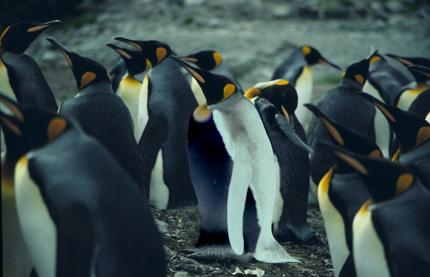 Photoshop Design by bobmercado for DesignCrowd (Community Contests) | Design #8991247