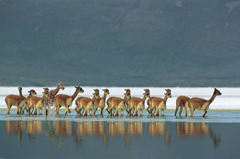 Design Photoshop par kwize53 pour DesignCrowd (Community Contests) | Design #8991181