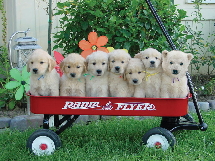 Photoshop Design by sunnythekid for DesignCrowd (Community Contests) | Design #8991379