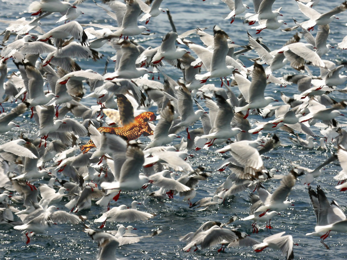 Diseño de Photoshop por samdihm para DesignCrowd (Community Contests) | Diseño #8991317