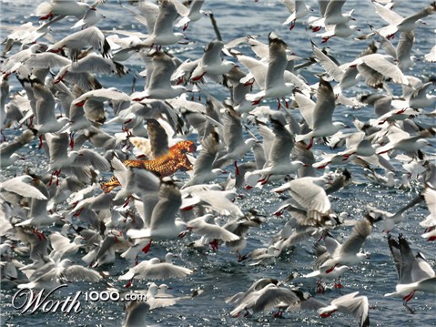 Photoshop Design by samdihm