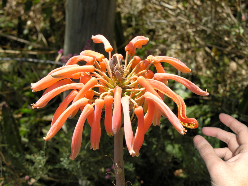 Diseño de Photoshop por Zakfuego para DesignCrowd (Community Contests) | Diseño #8991327