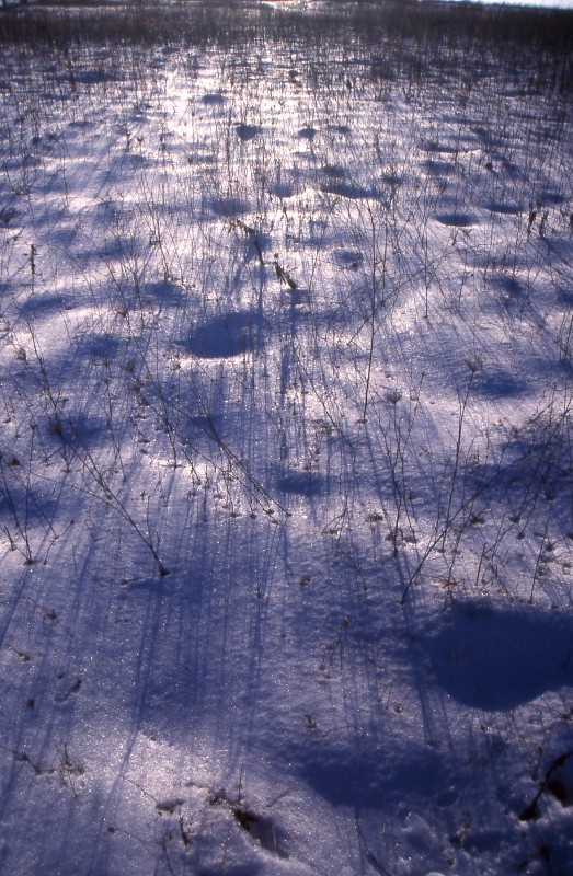 Photography by dragonwolf125 for DesignCrowd (Community Contests) | Design #8984188