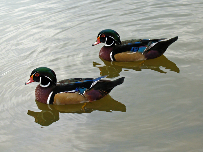 Photography by jersalv1 for DesignCrowd (Community Contests) | Design #8983207