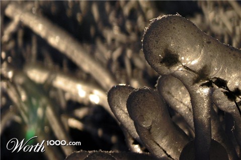 Photography by Twared