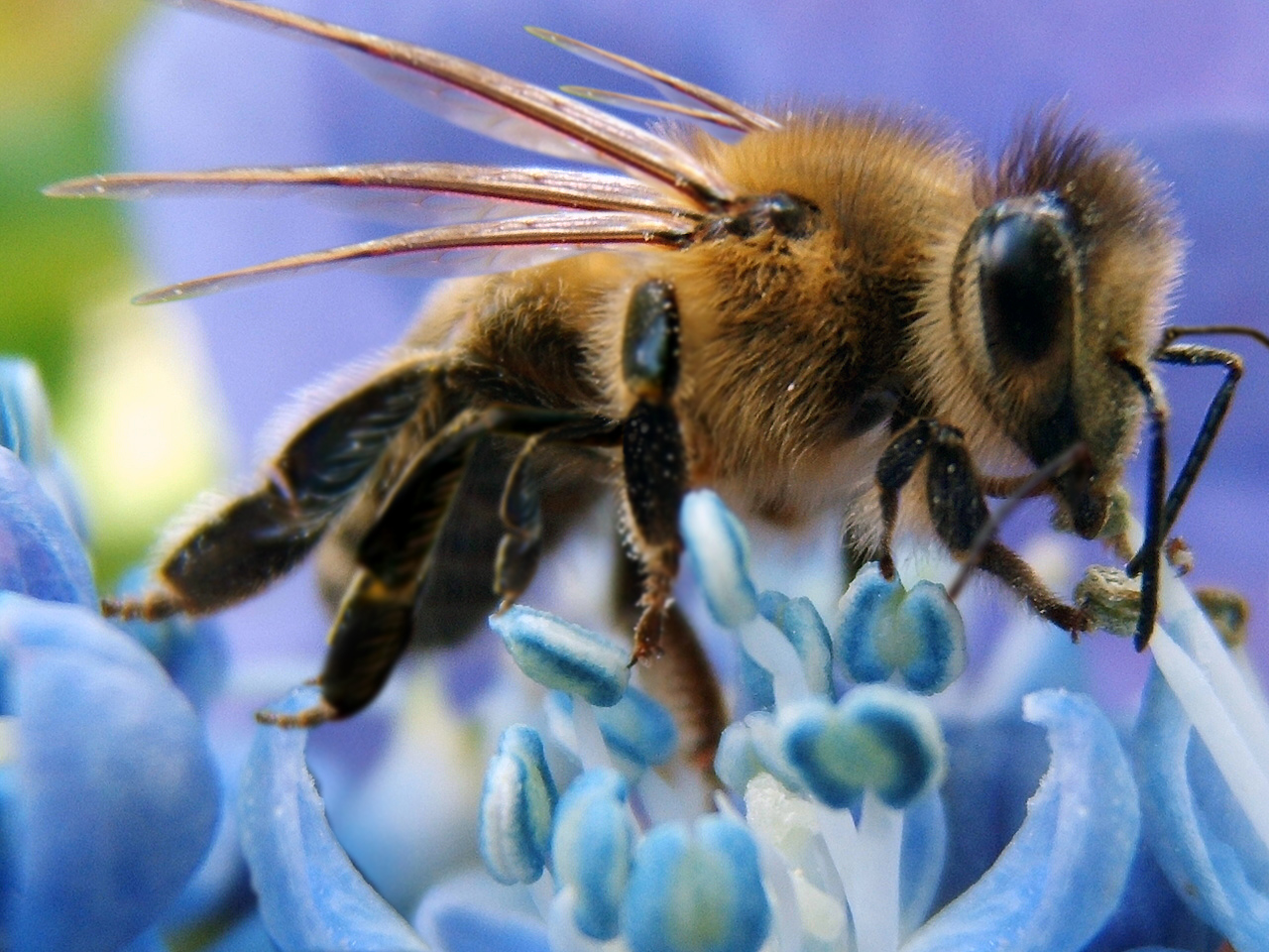 Diseño de Photoshop por samdihm para DesignCrowd (Community Contests) | Diseño #8989982