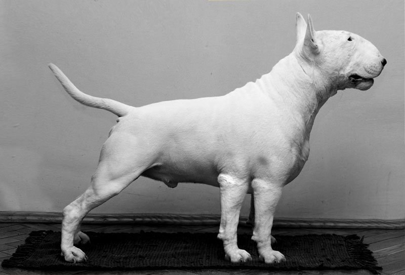 Photoshop Design by ivisual for DesignCrowd (Community Contests) | Design #8990066