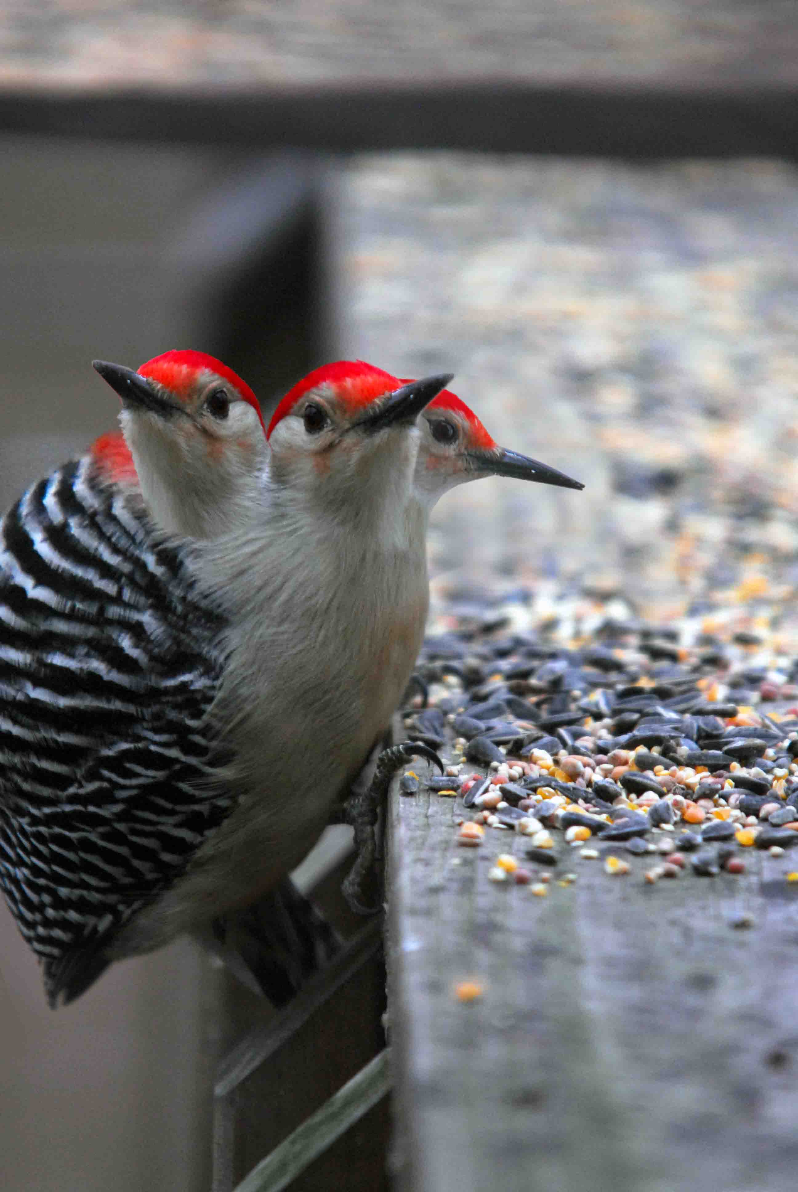 Design Photoshop par vramos11 pour DesignCrowd (Community Contests) | Design #8990103