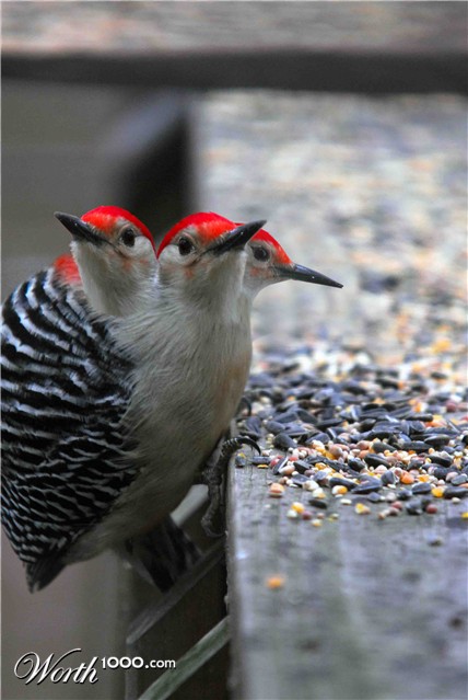 Photoshop Design by vramos11