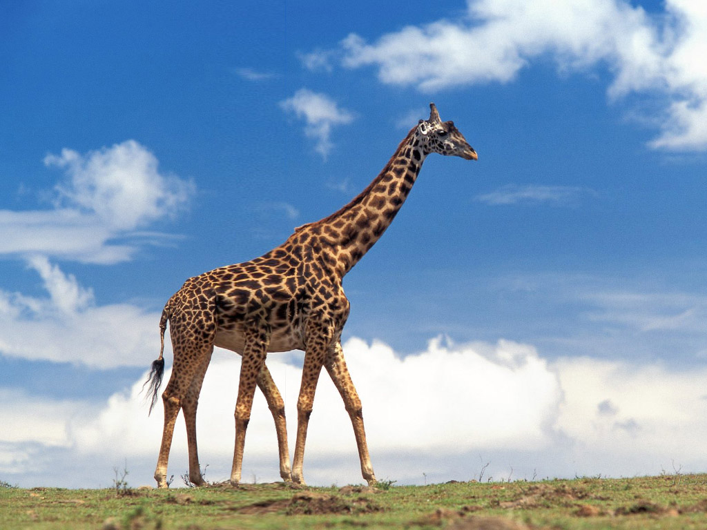 Photoshop Design by meowbi for DesignCrowd (Community Contests) | Design #8990064