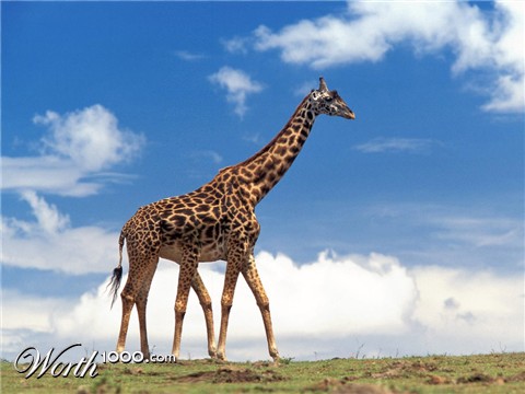 Photoshop Design by meowbi