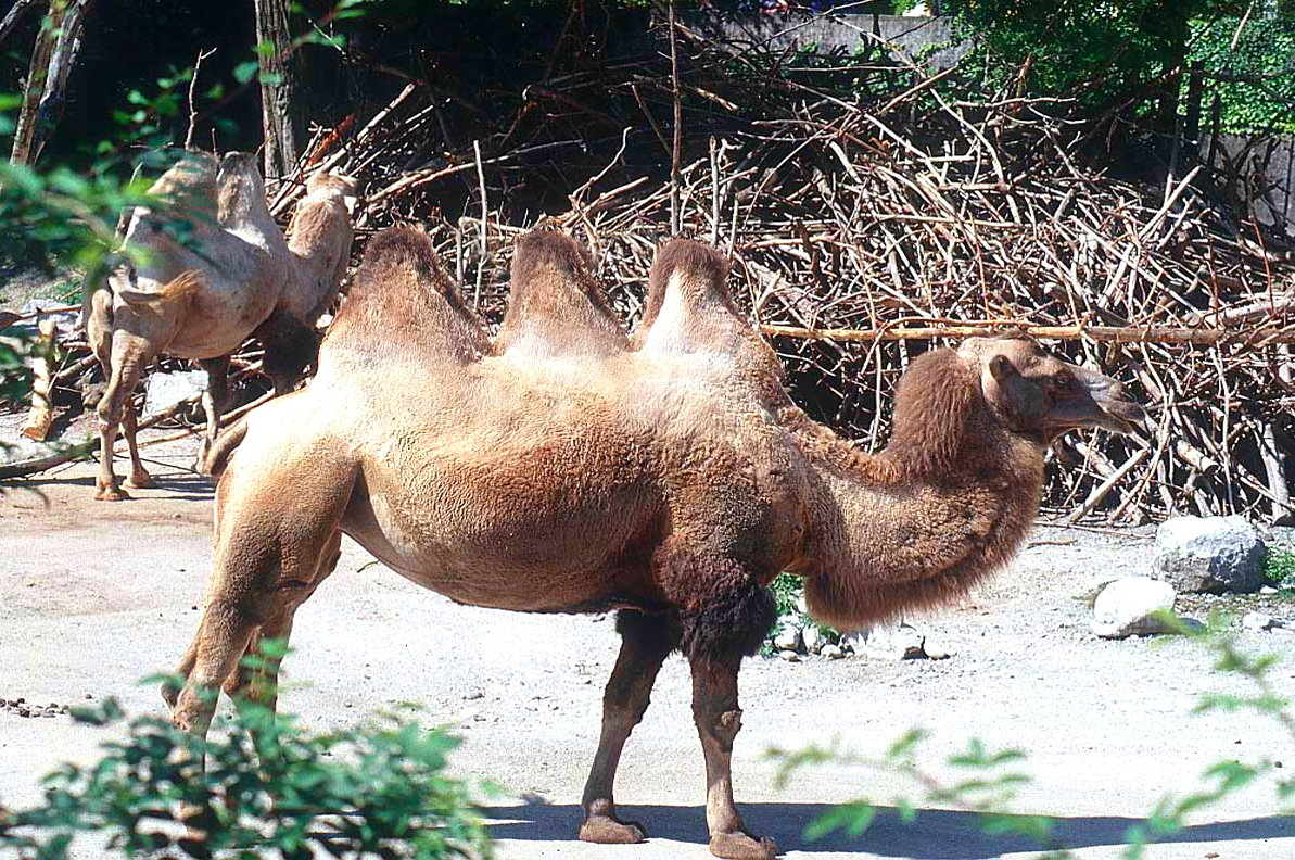 Photoshop Design by KlausTrophobie for DesignCrowd (Community Contests) | Design #8990069