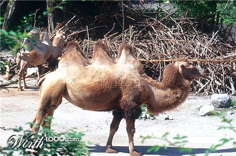 Photoshop Design by KlausTrophobie