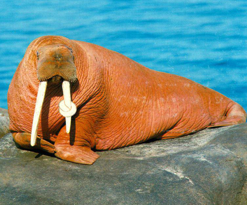 Design Photoshop par abrak1 pour DesignCrowd (Community Contests) | Design #8984621