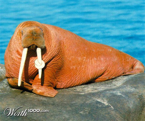 Photoshop Design by abrak1