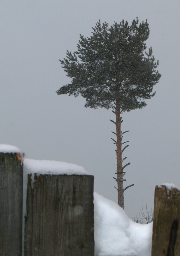 Fotografía por bilirubin para DesignCrowd (Community Contests) | Diseño #8984276