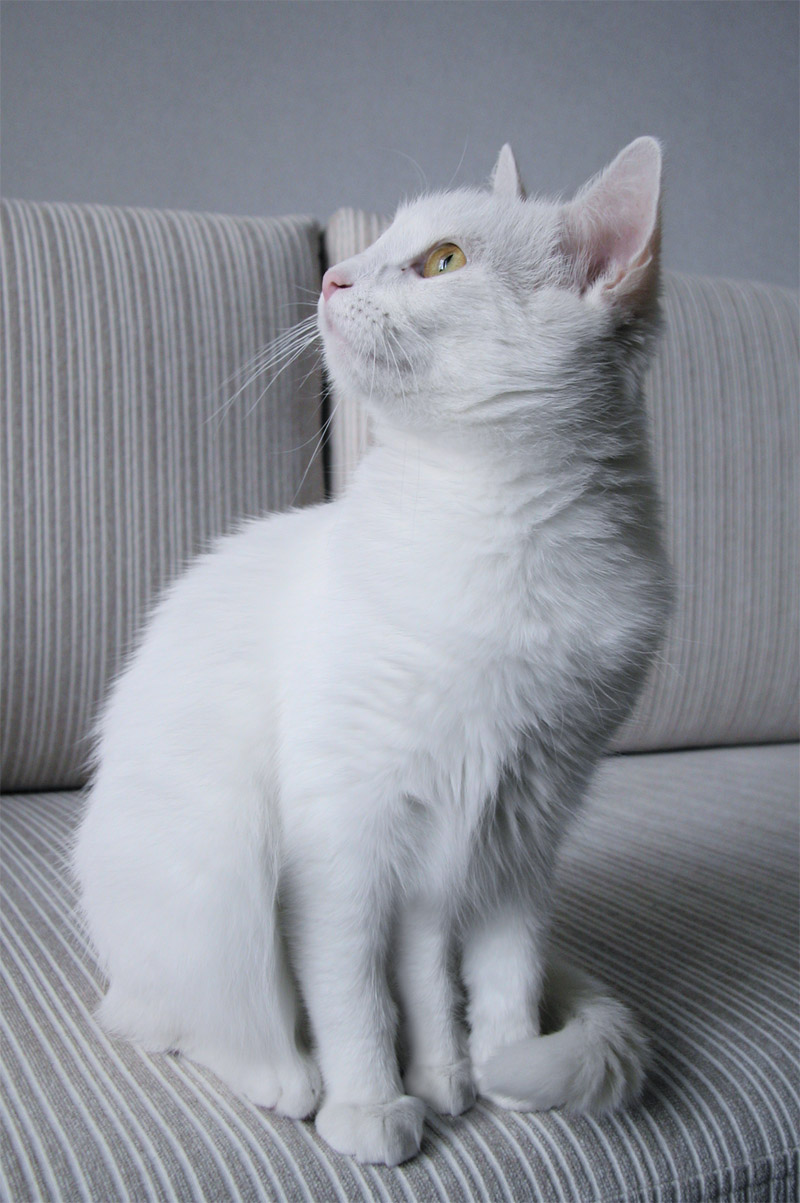 Design Photoshop par LostBritches pour DesignCrowd (Community Contests) | Design #8990155