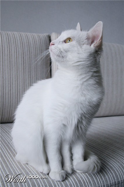 Photoshop Design by LostBritches