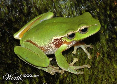 Photoshop Design by deerreaper