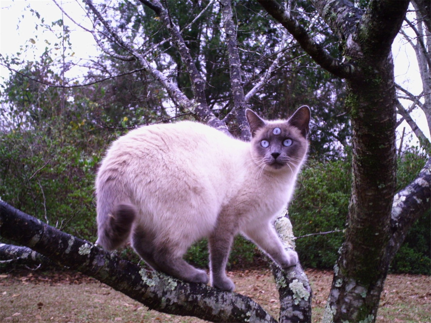 Diseño de Photoshop por Starfoot para DesignCrowd (Community Contests) | Diseño #8990174