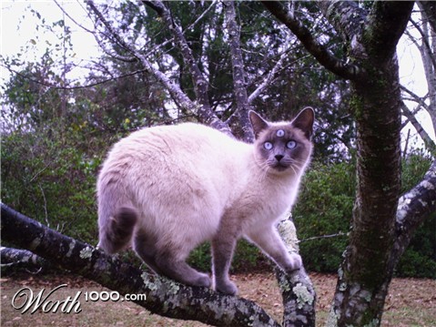 Photoshop Design by Starfoot