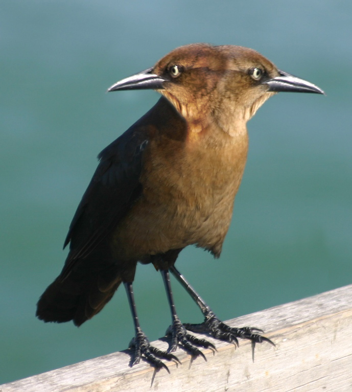 Photoshop Design by tehrev for DesignCrowd (Community Contests) | Design #8990208