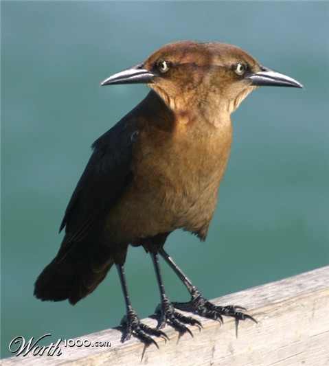 Photoshop Design by tehrev