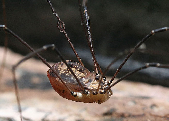 Photoshop Design by DanKeys for DesignCrowd (Community Contests) | Design #8984656