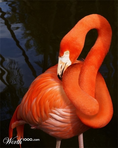 Photoshop Design by MissGator