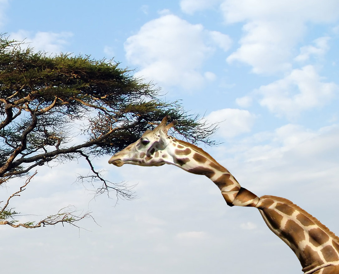 Photoshop Design by moovet for DesignCrowd (Community Contests) | Design #8984662