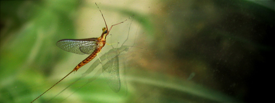 Photography by Anserculus for DesignCrowd (Community Contests) | Design #8989425