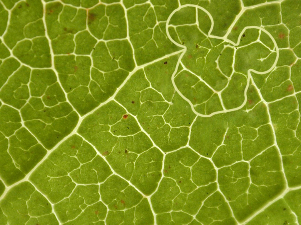 Photoshop Design by LookAndSee for DesignCrowd (Community Contests) | Design #8984590