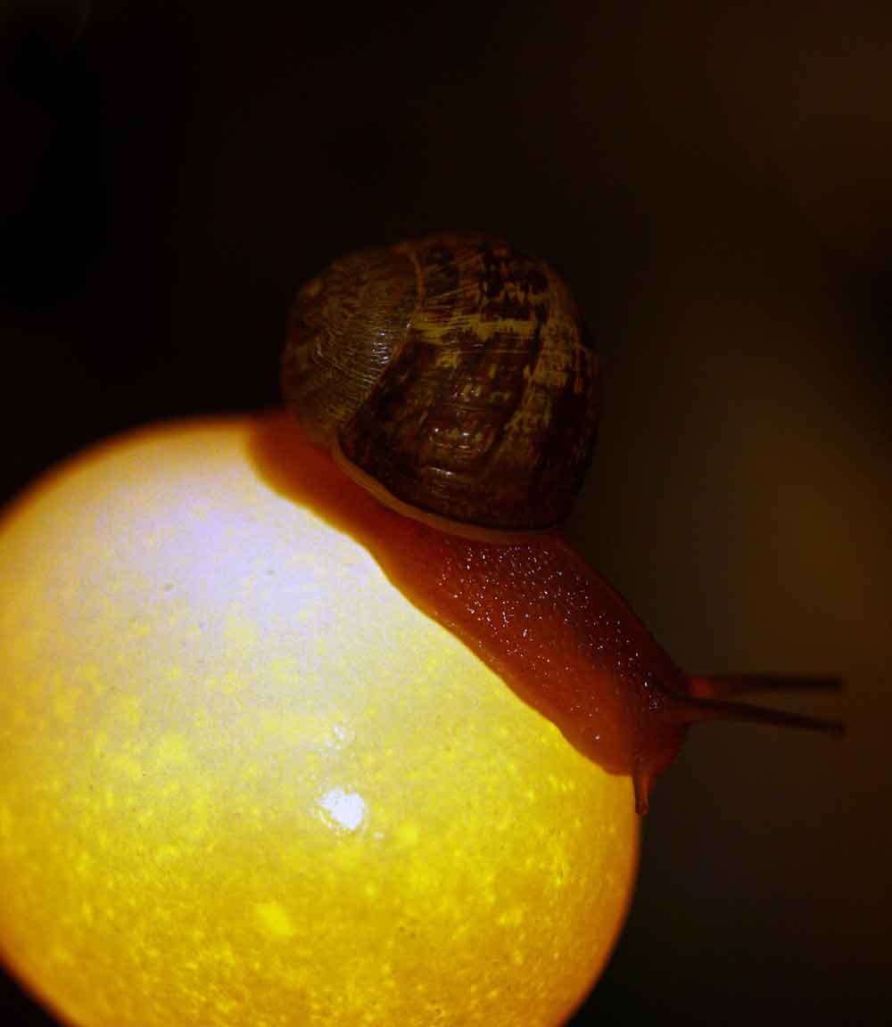 Photography by tyry222 for DesignCrowd (Community Contests) | Design #8992618