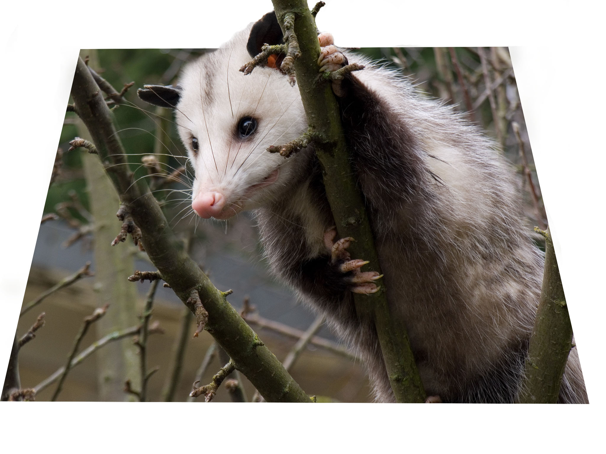 Photoshop-Design von bingobaby für DesignCrowd (Community Contests) | Design #8987938