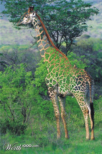 Photoshop Design by Angelicangellover