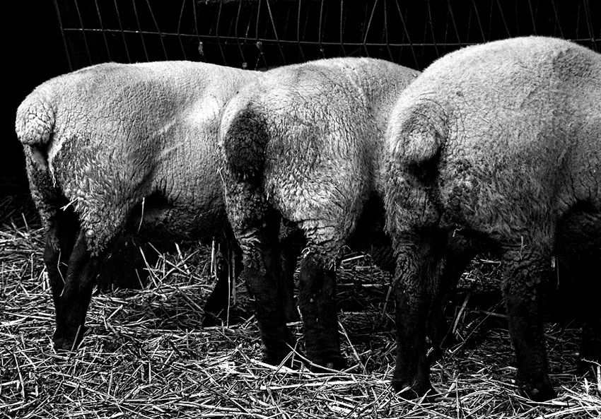 Fotografie von chilledcoder für DesignCrowd (Community Contests) | Design #8988269