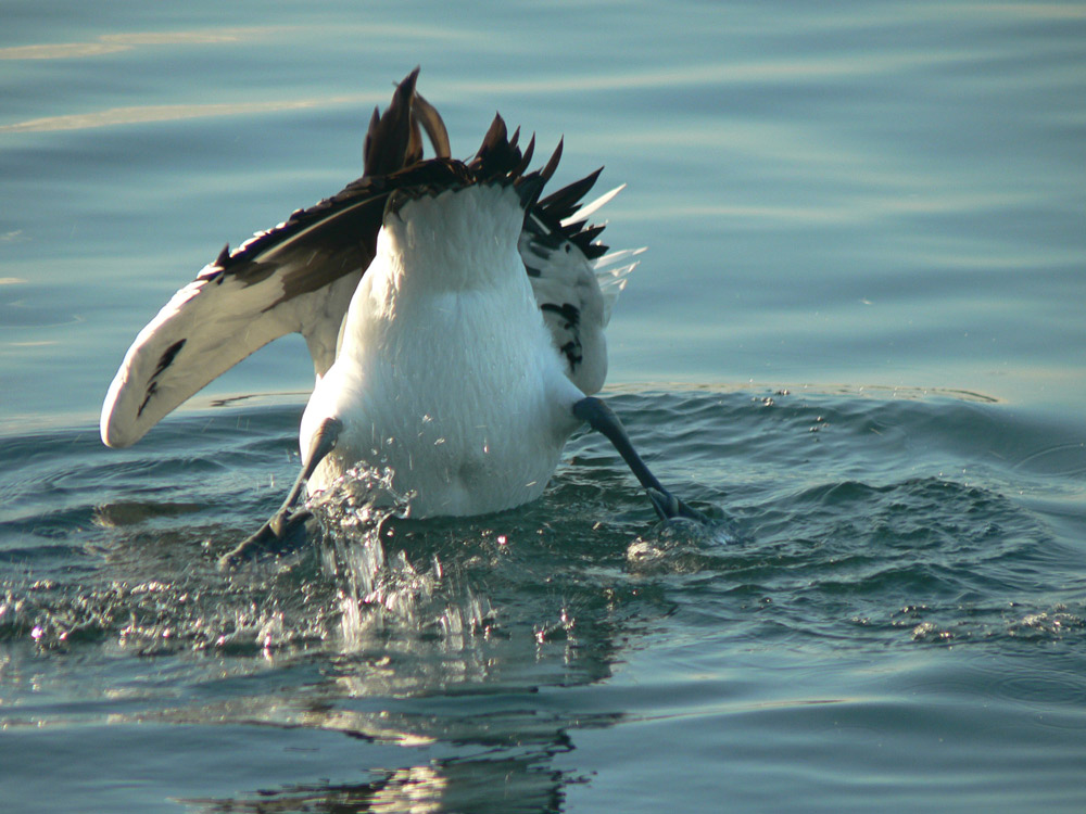 Photography by gymp93 for DesignCrowd (Community Contests) | Design #8988256